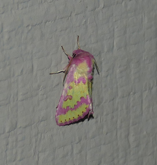 Psectrotarsia suavis