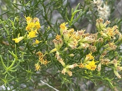 Xylothamia diffusa