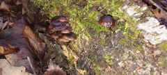Mycena maculata