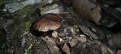 Mycena maculata
