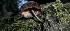 Mycena maculata