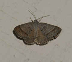 Ptichodis ovalis