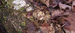 Mycena maculata