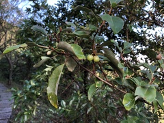 Elaeagnus thunbergii