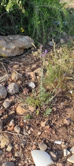 Lavandula multifida