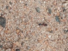 Trichomyrmex
