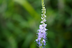 Veronica linariifolia