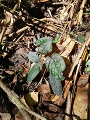 Strobilanthes reptans image