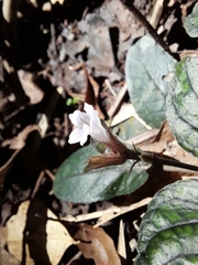 Strobilanthes reptans