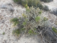 Xylothamia diffusa