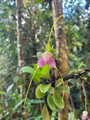 Masdevallia caudata