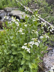 Cardamine cordifolia