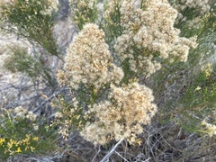 Xylothamia diffusa