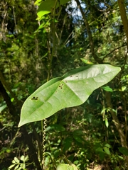 Passiflora megacoriacea image