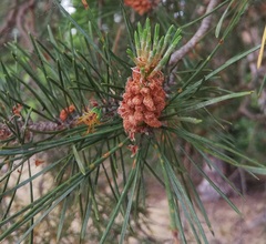 Pinus sylvestris