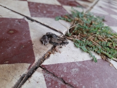 Physalaemus biligonigerus