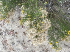 Xylothamia diffusa