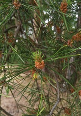 Pinus sylvestris