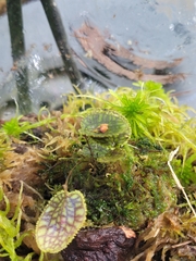 Lepanthes calodictyon