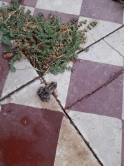 Physalaemus biligonigerus