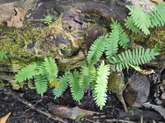 Pleopeltis polypodioides