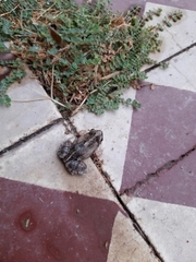 Physalaemus biligonigerus