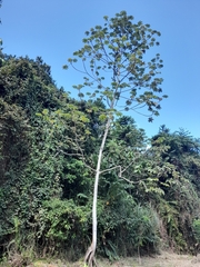 Cecropia