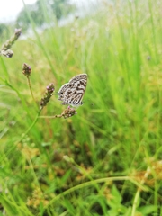 Leptotes pirithous