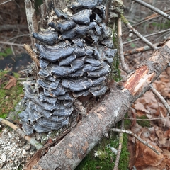 Trametes versicolor image
