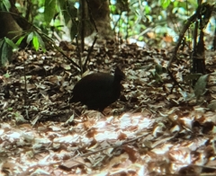 Megapodius reinwardt