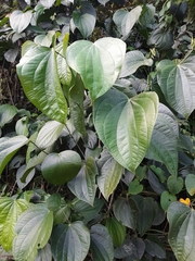 Piper reticulatum