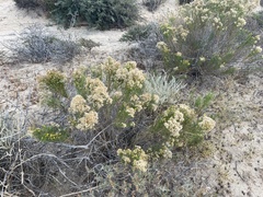Xylothamia diffusa