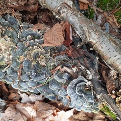 Trametes versicolor image