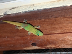 Phelsuma laticauda