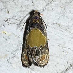 Olethreutes osmundana