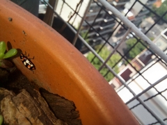 Eriopis connexa