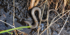 Chalcides striatus