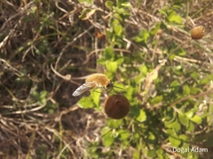 Bombylius medius