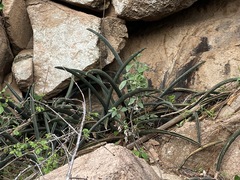 Sansevieria cylindrica