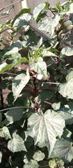 Hibiscus cannabinus