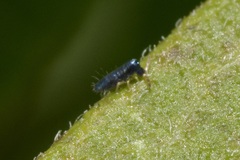 Lepidocyrtus paradoxus