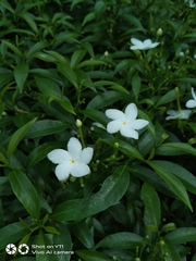 Tabernaemontana divaricata