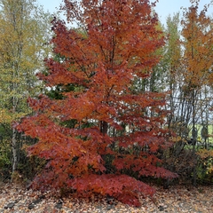 Acer rubrum image