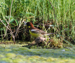 Emberiza aureola