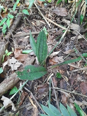 Eulophia maculata