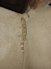 Hemidactylus depressus