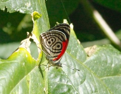 Diaethria