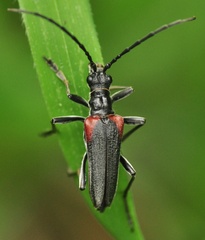 Stenocorus quercus