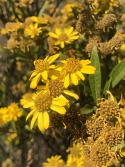 Verbesina virgata