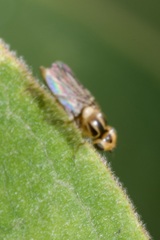 Chlorops